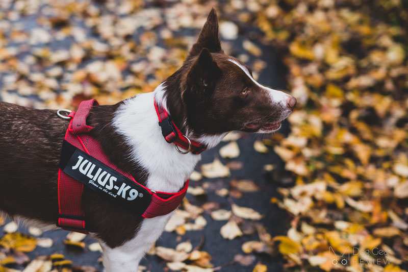 What are The Different Types of No -Pull Harnesses Available