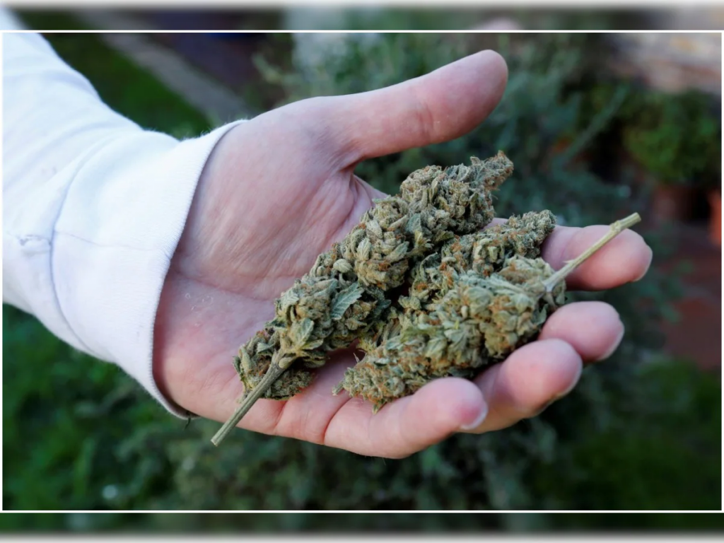 Best weed shops and their products- <strong>Buy weed online</strong>