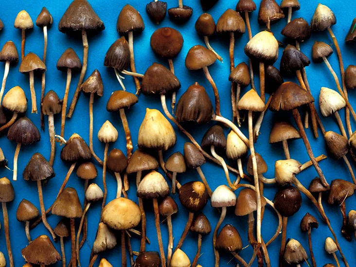 Exploring the Mystery of Magic Mushrooms in Washington, D.C.